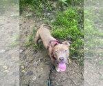 Small #4 Mutt
