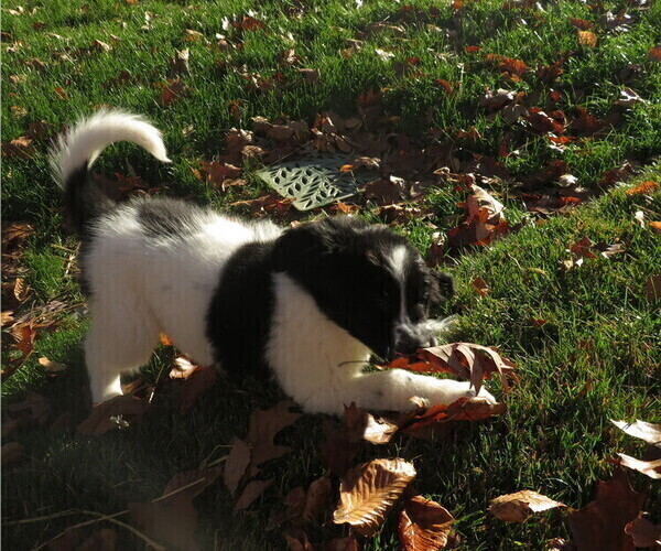 Medium Photo #9 Newfoundland Puppy For Sale in MECHANICSVILLE, MD, USA
