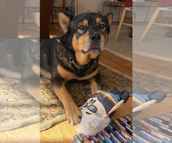 Medium Photo #5 Mutt Puppy For Sale in San Jose, CA, USA