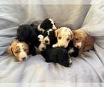 Small Goldendoodle