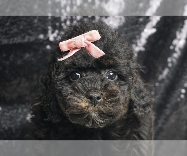 Medium Photo #5 Poodle (Toy) Puppy For Sale in WARSAW, IN, USA
