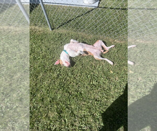 Medium Photo #2 Mutt Puppy For Sale in Miami, FL, USA