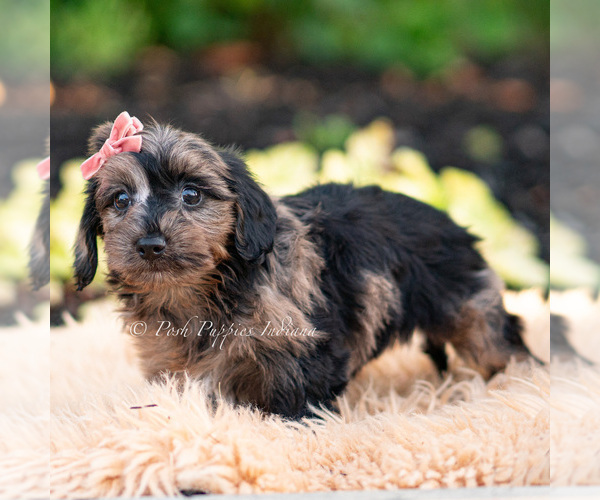 Medium Photo #4 Yorkipoo Puppy For Sale in WARSAW, IN, USA