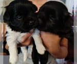 Small Photo #4 Pom-Shi-Shih Tzu Mix Puppy For Sale in SAINT LOUIS, MO, USA