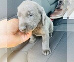 Small Photo #2 Labrador Retriever Puppy For Sale in BLACK FOREST, CO, USA