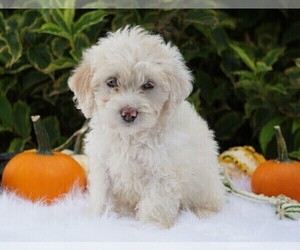Goldendoodle-Poodle (Miniature) Mix Puppy for sale in FREDERICKSBG, OH, USA