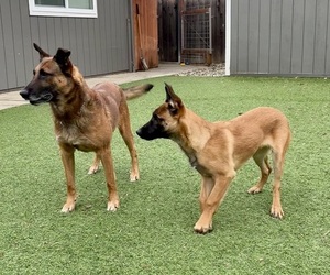 Belgian Malinois Puppy for sale in DIXON, CA, USA