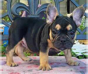 French Bulldog Puppy for sale in GAINESVILLE, FL, USA