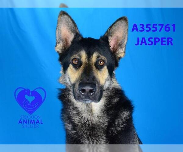 Medium Photo #2 German Shepherd Dog Puppy For Sale in Stockton, CA, USA
