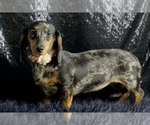 Small Photo #14 Dachshund Puppy For Sale in WARSAW, IN, USA