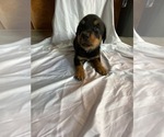 Small Photo #8 Rottweiler Puppy For Sale in PLANT CITY, FL, USA