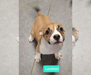 Mutt Dogs for adoption in Richmond, IN, USA