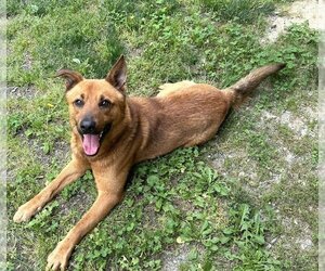 German Shepherd Dog-Unknown Mix Dogs for adoption in Glen Allen, VA, USA