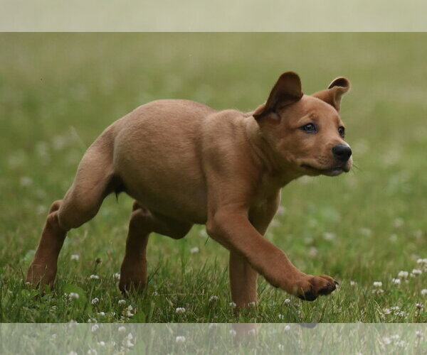 Medium Photo #2 Labrador Retriever-Unknown Mix Puppy For Sale in Mechanicsburg, PA, USA