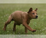 Small #1 Labrador Retriever Mix