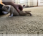 Small Photo #6 American Bully Puppy For Sale in SAINT CHARLES, MO, USA