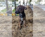 Small #1 Rat Terrier