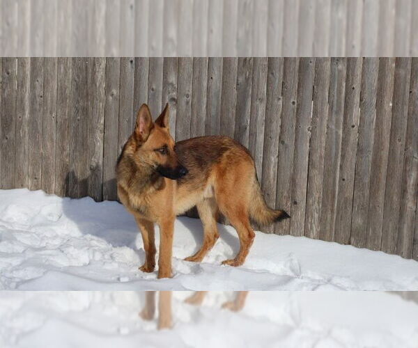 Medium Photo #24 German Shepherd Dog Puppy For Sale in Sebec, ME, USA