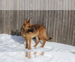 Small #23 German Shepherd Dog