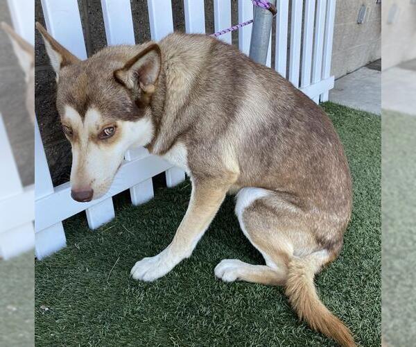 Medium Photo #1 Siberian Husky-Unknown Mix Puppy For Sale in Modesto, CA, USA