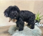 Small #2 YorkiePoo