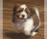 Small #16 Shorkie Tzu-Yorkshire Terrier Mix