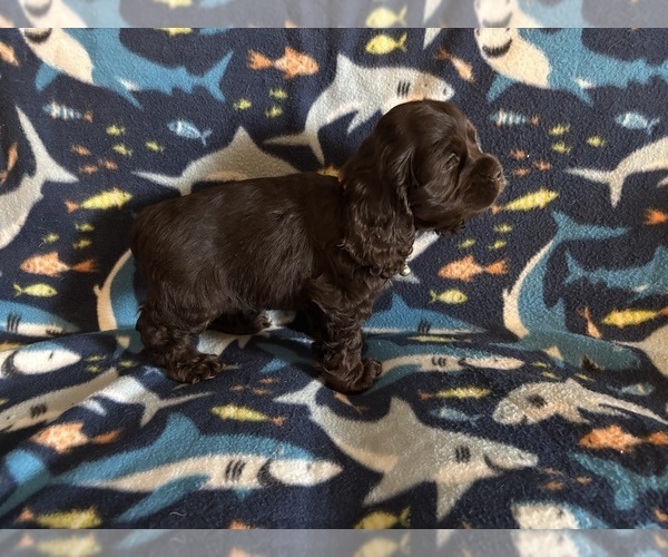 Medium Photo #46 Cocker Spaniel Puppy For Sale in COLBERT, GA, USA