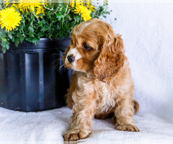Medium Photo #6 Cockalier Puppy For Sale in WAKARUSA, IN, USA