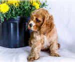 Zack - Male Cockalier Puppy for Sale - Photo #6