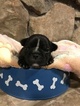 Small Photo #3 Faux Frenchbo Bulldog Puppy For Sale in ALTOONA, KS, USA