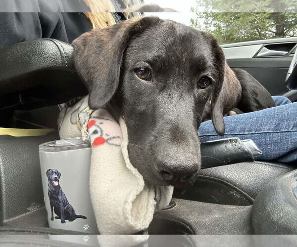 Medium Photo #3 Labrador Retriever-Unknown Mix Puppy For Sale in Clovis, CA, USA