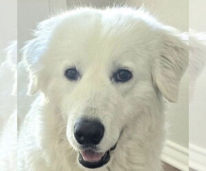 Great Pyrenees-Maremma Sheepdog Mix Dogs for adoption in Dallas, TX, USA