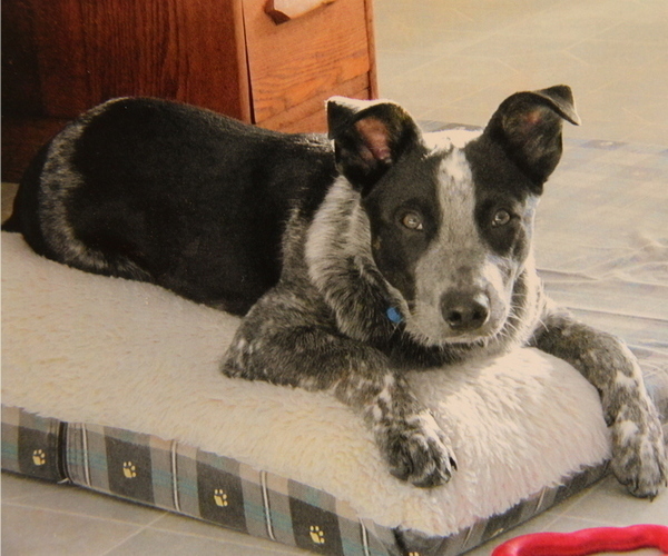 Medium Photo #1 Australian Cattle Dog Puppy For Sale in HYDE PARK, VT, USA