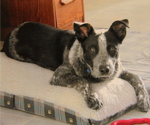 Medium Australian Cattle Dog