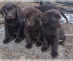 Small Photo #8 Labrador Retriever Puppy For Sale in BENTS FORT, CO, USA