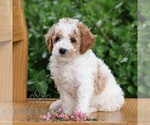 Image preview for Ad Listing. Nickname: Acorn
