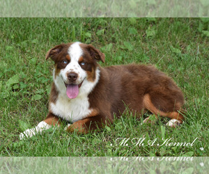 Australian Shepherd Puppy for sale in EASTON, MO, USA