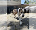 Small #5 Beagle Mix