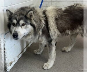 Siberian Husky Dogs for adoption in San Bernardino, CA, USA