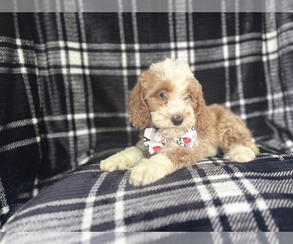 Medium Photo #6 Cockapoo Puppy For Sale in LAKELAND, FL, USA