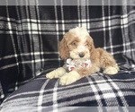 Small #5 Cockapoo