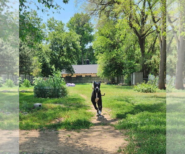 Medium Photo #4 Great Dane Puppy For Sale in Bullard, TX, USA