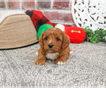 Small #8 Cavapoo (Miniature)