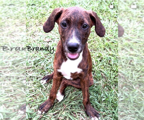 Medium Photo #1 Mountain Cur-Unknown Mix Puppy For Sale in Conway, AR, USA