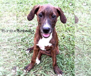 Mountain Cur-Unknown Mix Dogs for adoption in Conway, AR, USA