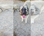 Small Photo #18 Anatolian Shepherd-Great Pyrenees Mix Puppy For Sale in AGOURA HILLS, CA, USA