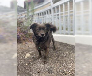 Chihuahua Dogs for adoption in Salinas, CA, USA