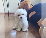 Puppy Waffle Maltese