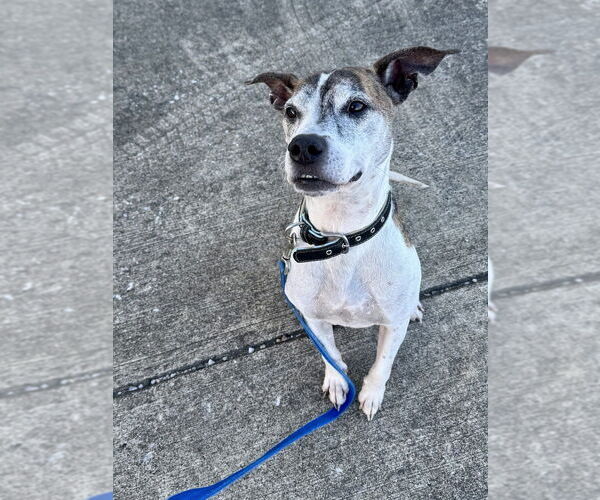 Medium Photo #4 Boxer-Unknown Mix Puppy For Sale in Evansville, IN, USA