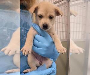 Siberian Husky-Unknown Mix Dogs for adoption in San Antonio, TX, USA
